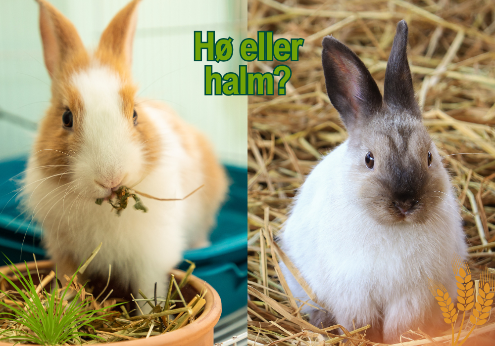 Hø eller halm?