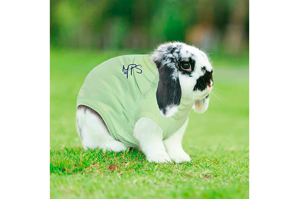 Bodystocking Medical Pet Shirt 2,1-3,5 kg.