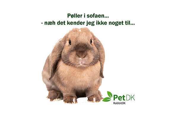 Blogindlæg om toiletmuligheder for kaniner